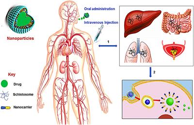 A Review of Nanotechnology for Targeted Anti-schistosomal Therapy